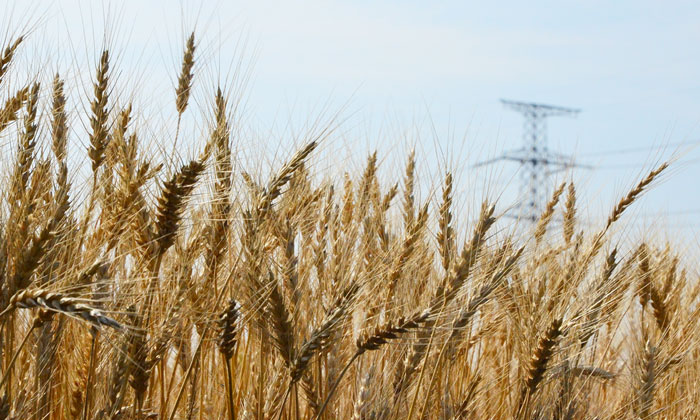 北海道小麦畑レポート