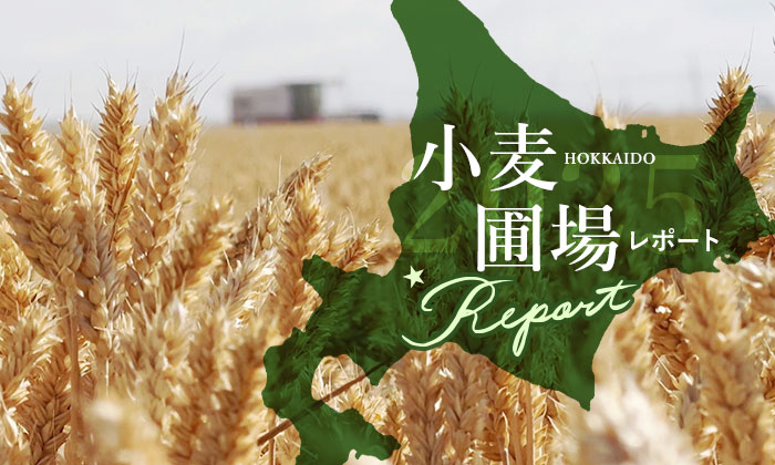 北海道小麦畑レポート2025