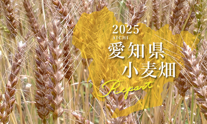愛知県小麦畑レポート2025