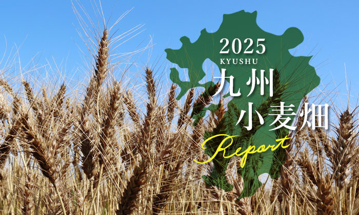 九州小麦畑レポート 2025